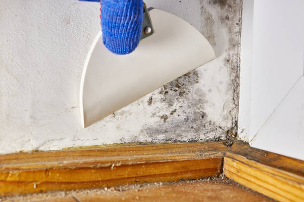 Best Basement Mold Removal  in Springfield, KY